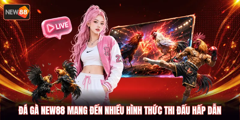 Đá gà NEW88 mang đến nhiều hình thức thi đấu hấp dẫn